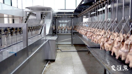 工业新游记|鸭工厂里的"鸭文化":一只鸭如何成为一座城的味蕾记忆?