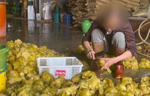 土坑酸菜2.0 网友已看吐,工人赤脚踩姜 踩多了就不辣 ,还向腌制坑口吐白色异物,原料堆马路腐烂污水横流 腐臭弥漫